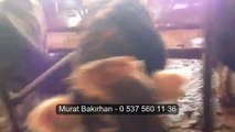 Kars Hayvan Pazarı - Murat BAKIRHAN