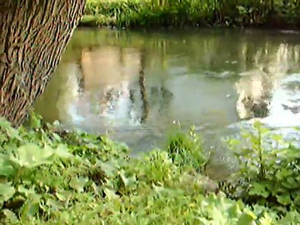 Erfurter Entenbande - Enten in der Gera in Erfurt