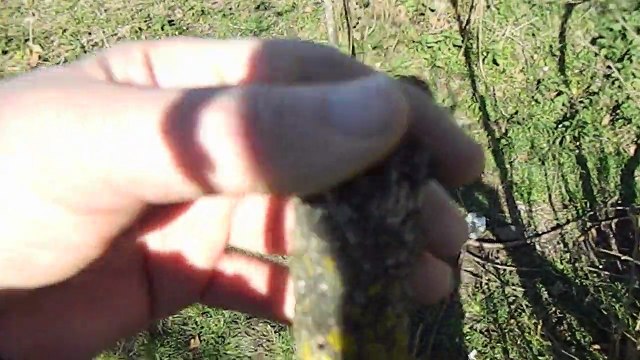 FINDIKTA GENÇLEŞTİRME BUDAMASI