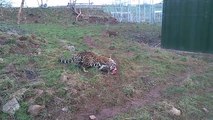 Jaguar juega con su pequeño 'jaguarcito'