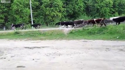 Timber Truck Crashed Into a Herd of Cows