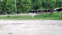 Timber Truck Crashed Into a Herd of Cows