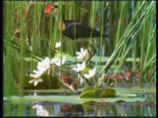 SPLENDOURS IN THE SEAS