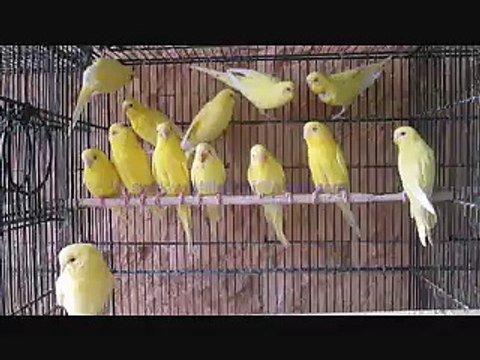 Lutino Budgies of Syed Ovais Bilgrami