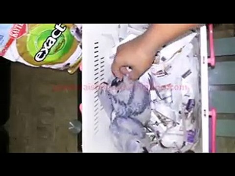 Hand Feed Congo African Grey Parrot Chicks of Syed Ovais Bilgrami