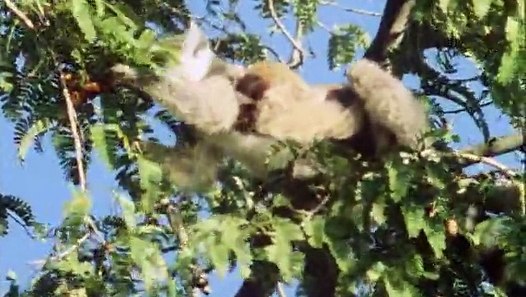 Life On Earth 12 Of 13 Life In The Trees Video Dailymotion