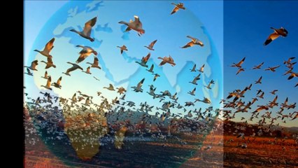 What a wonderful world - Louis Armstrong