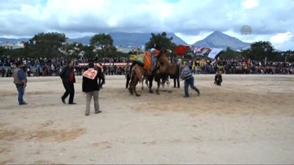 Muhtarlar Derneği Yararına Deve Güreşi