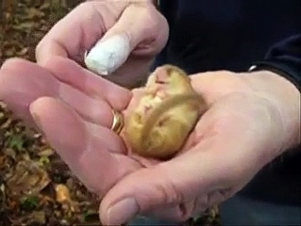 Un bébé loir en hibernation ronfle et c'est trop mignon!