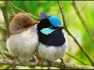 Tony Di Marti - L'Uccellino Della Comare