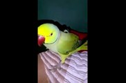 So Sweet Talks Of Parrot