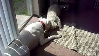 bichon frise vs  american bulldog