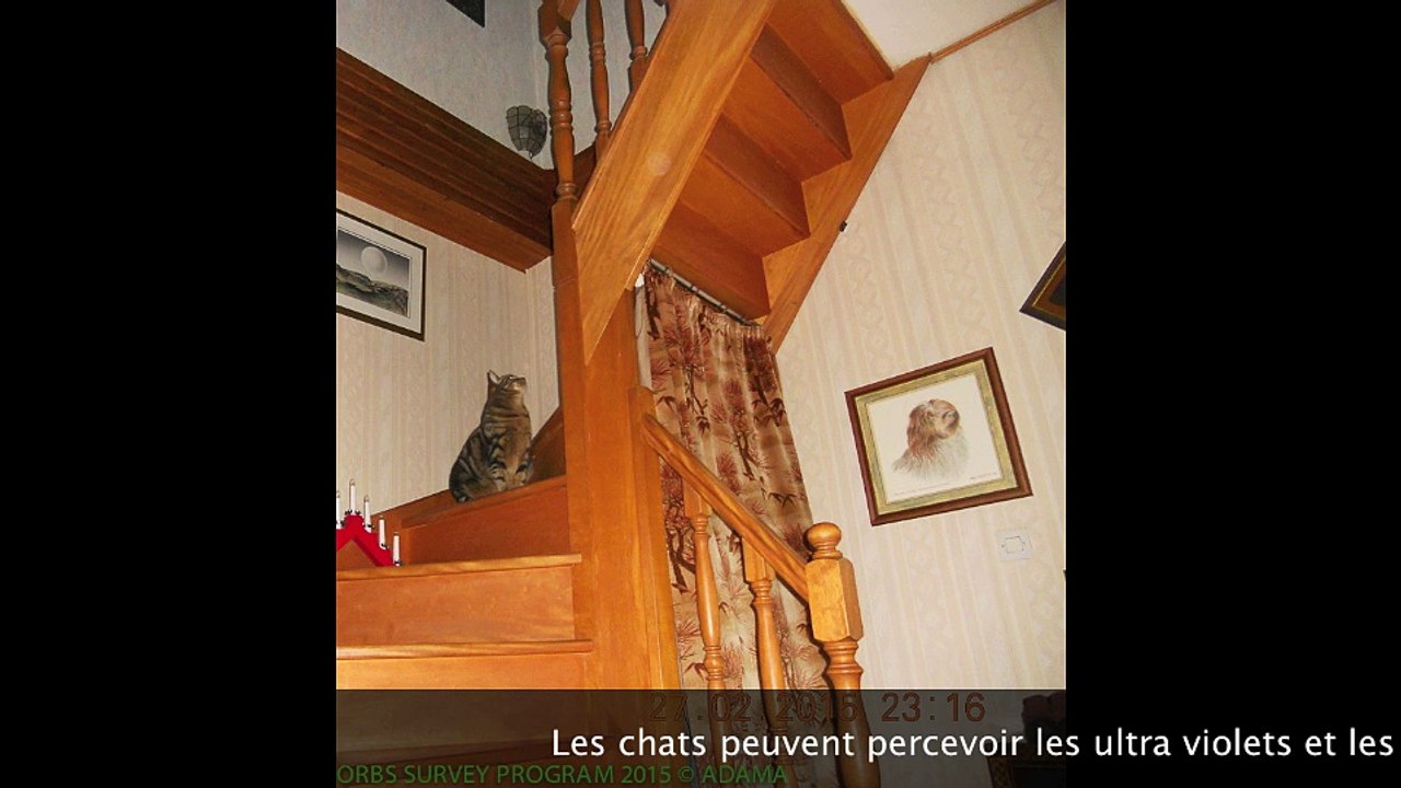 CHATS ET ORBES