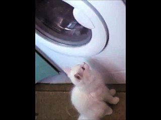 Cute Cat Battles Washing Machine!