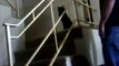 Cat Slides Down Stair Railing!