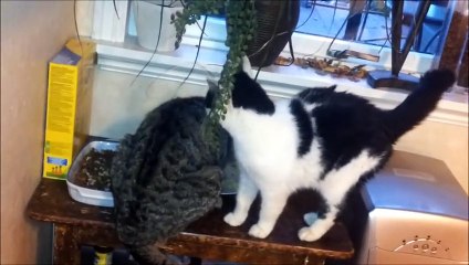 Cat Struggles to Get Past Friend