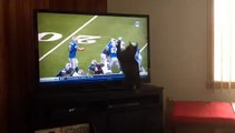Cat Tries to Catch Football Pass on TV!