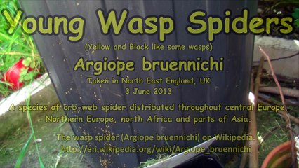 Young Wasp Spiders, I think this what they are?