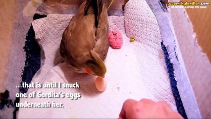 Yeni Doğan Sultan Papağanının 30 Günlük Süreci