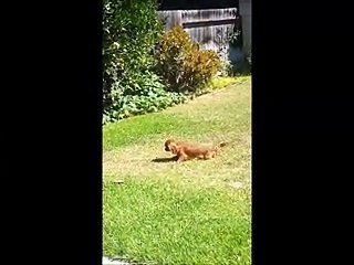 Cute Dog Does Worm Impression