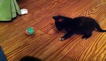 Cute Kitten Learns to Play With Ball