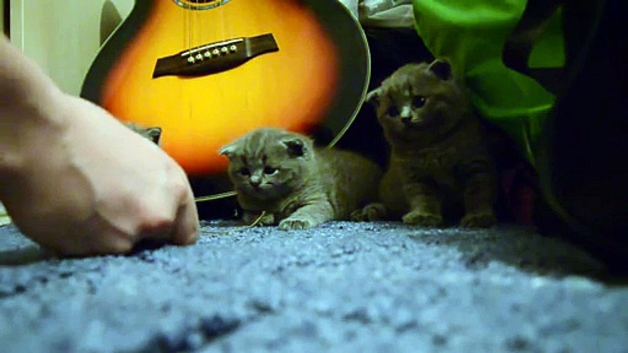 Cute Kittens Falling Asleep at the Same Time!