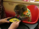 Cute Little Monkey Eating Soup