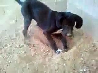 Determined Dog Won't Stop Digging!