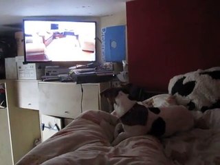 Dog Enjoys Watching TV!