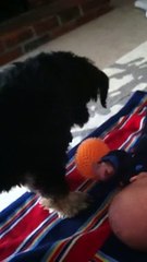 Dog Really Wants Baby to Play!
