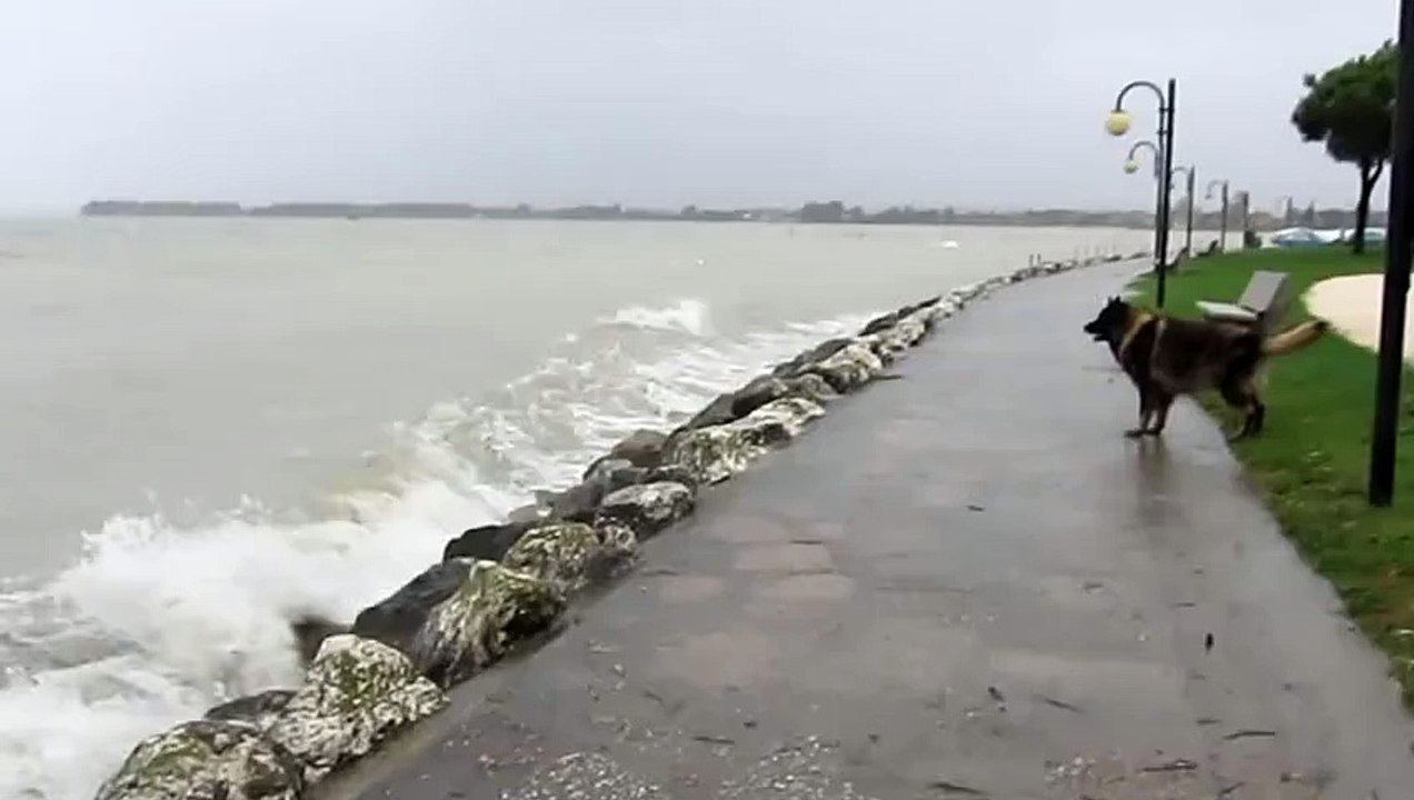 Dog Versus the Ocean