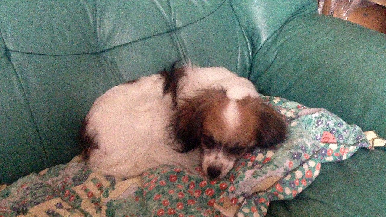 La sieste