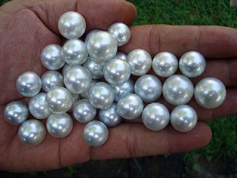 white south sea pearls wholesale whatsapp +6287865026222 Miss Joaquim Pearls Lombok Indonesia