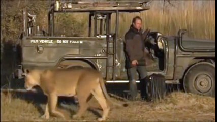 Belgesel Çekerken Yanınıza Aslan Ne Yaparsınız ?