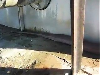 Anaconda gigante aparece muerta en la puerta de una Casa!