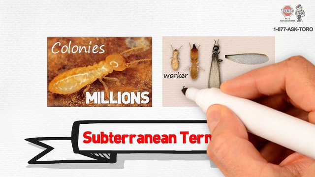 Termite Protection Services in Florida (Subterranean Formosan and Drywood Termites)
