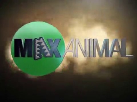 Un grizzli et une meute de loups se disputent un repas !