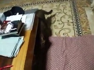 magic hand captured the funny cat (pet kitty animal video movie )