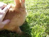 Cute Brown Bunny Eating Grass. Funny Little Giant Rabbit. Nice Beautiful Pet, Nice Animal, Video