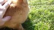 Cute Brown Bunny Eating Grass. Funny Little Giant Rabbit. Nice Beautiful Pet, Nice Animal, Video