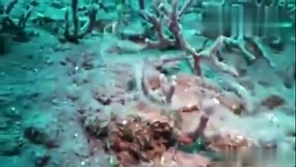 the jelly like transparent  thing in sea