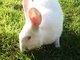 Cute White Bunny Eating Grass. Funny Little Giant Rabbit. Nice Beautiful Pet, Nice Animal, Video