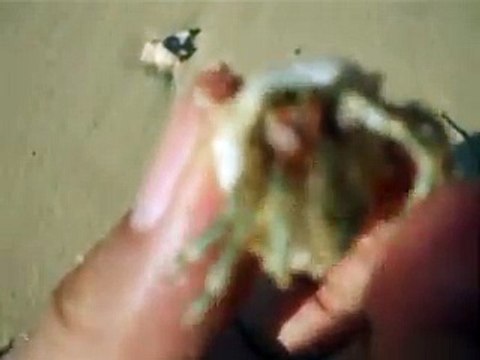 I captured the small hermit crab (video fish water marine deep sea pet beach)