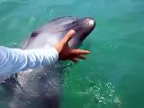 shake hands with the dolphin (video fish water marine deep sea pet beach)