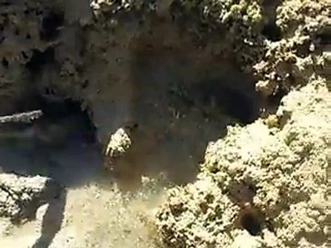The hidding crab in the hole (video fish water marine deep sea pet beach )