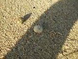 the small hermit crab's moving (video  fish water marine deep sea pet beach)