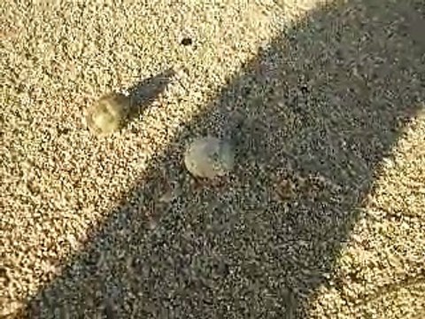 the small hermit crab's moving (video fish water marine deep sea pet beach)