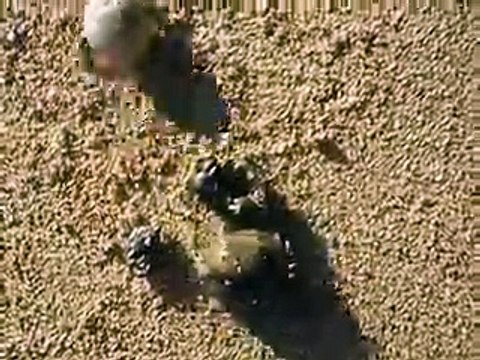 the small hermit crab's moving part2 (video fish water marine deep sea pet beach)