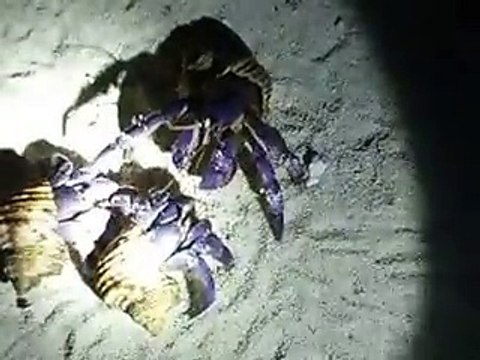 3 hermit crab's meeting in the night beach (video fish water marine deep sea pet beach)