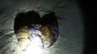 nice couple of hermit crabs (video  fish water marine deep sea pet beach)